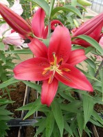 [5329 Christopher VH No02.JPG]